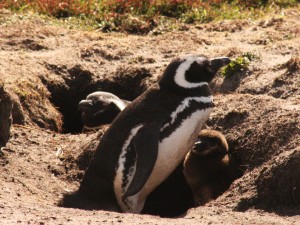bij de uitgang van de holen staan de ouders op wacht